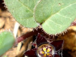 Brachystelma swazicum dark flower